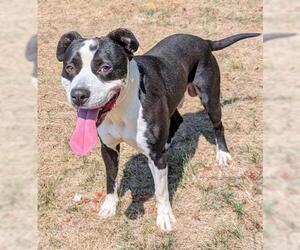 Bullypit Dogs for adoption in Akron, OH, USA