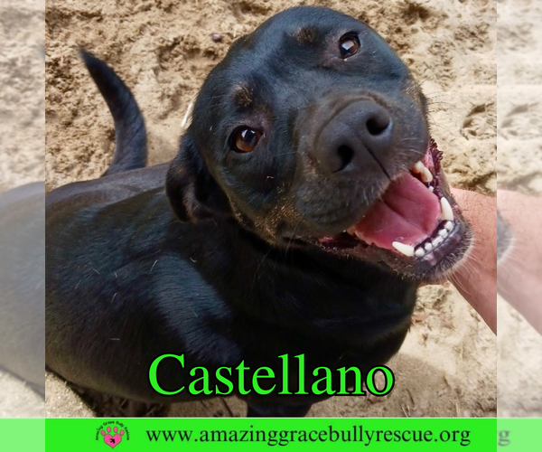 Medium Photo #1 Rottweiler-American Pit Bull Terrier Puppy For Sale in Pensacola, FL, USA