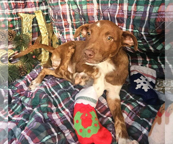 Medium Photo #3 Dachshund-Vizsla Mix Puppy For Sale in Wakefield, RI, USA