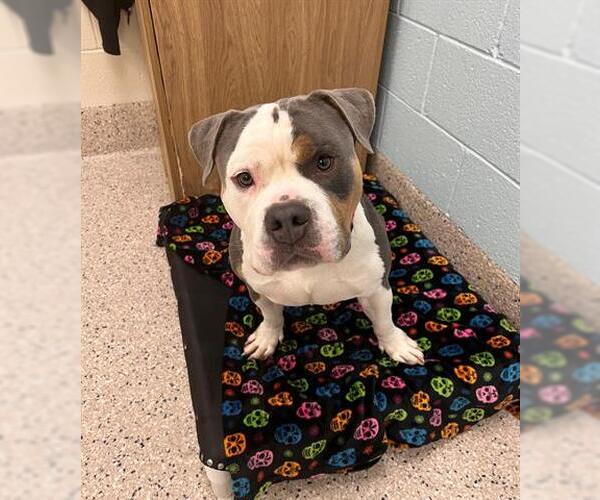 Medium Photo #1 American Bulldog Puppy For Sale in Brighton, CO, USA