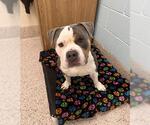 Small American Bulldog