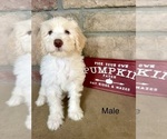 Benny - Male Portuguese Water Dog Puppy for Sale - Photo #2