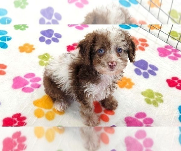 Medium Photo #4 Cockapoo (Toy)-Poodle (Toy) Mix Puppy For Sale in ORO VALLEY, AZ, USA