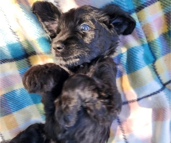 Medium Photo #3 Doodle-Goldendoodle Mix Puppy For Sale in WACO, TX, USA