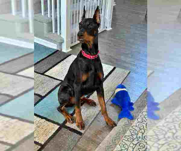 Medium Photo #1 Doberman Pinscher Puppy For Sale in Aurora, OH, USA