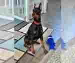 Small Doberman Pinscher