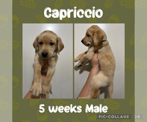 Medium Photo #6 Labrador Retriever Puppy For Sale in ASHEBORO, NC, USA