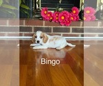 Puppy Bingo Beagle