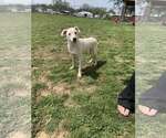 Casper - Male American Pit Bull Terrier Dog for Adoption - Small photo