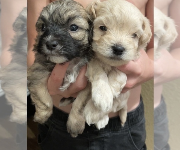 Medium Photo #4 Maltese-Maltipoo Mix Puppy For Sale in HERNDON, VA, USA