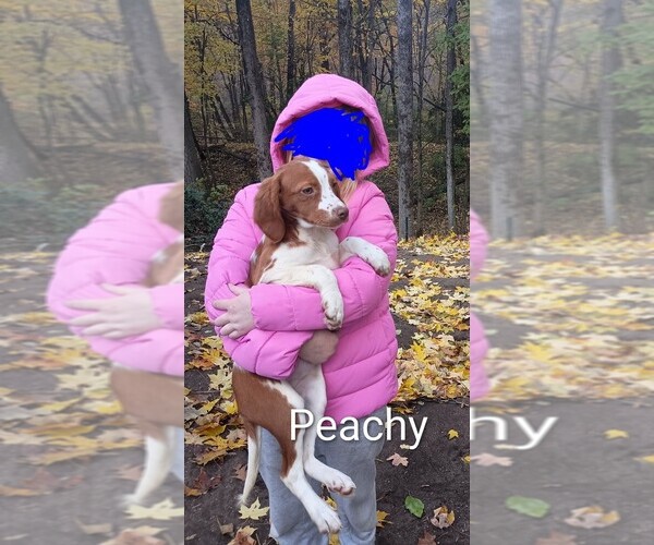 Medium Photo #3 Brittany Puppy For Sale in DOWAGIAC, MI, USA