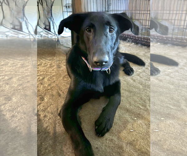 Medium Photo #7 Labrador Retriever-Unknown Mix Puppy For Sale in Tampa, FL, USA