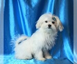 Small #3 Maltese