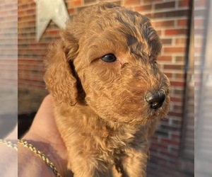 Labradoodle Puppy for sale in JACKSONVILLE, NC, USA