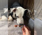 Small #3 American Pit Bull Terrier Mix