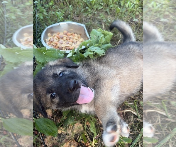 Medium Photo #9 German Shepherd Dog-Great Pyrenees Mix Puppy For Sale in LINDEN, VA, USA