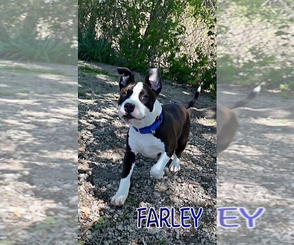 Medium Photo #4 Mutt Puppy For Sale in Port Clinton, OH, USA