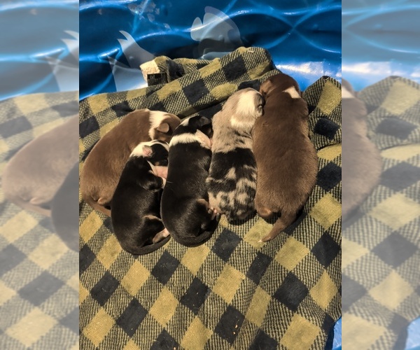 Medium Photo #1 Australian Shepherd Puppy For Sale in ELIZABETHTOWN, KY, USA
