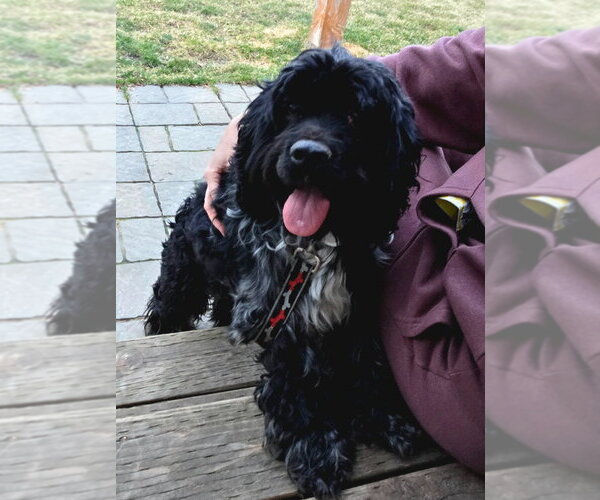 Medium Photo #1 Cocker Spaniel Puppy For Sale in Salt Lake City, UT, USA