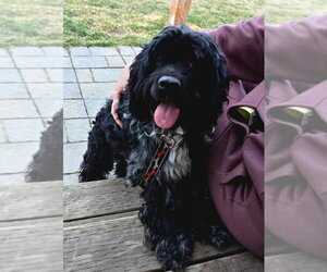 Cocker Spaniel Dogs for adoption in Salt Lake City, UT, USA