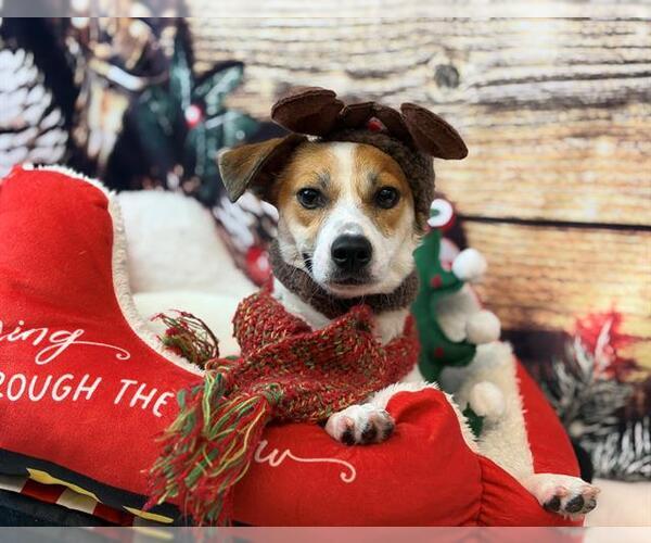 Medium Photo #4 Jack Russell Terrier-Unknown Mix Puppy For Sale in Davis, CA, USA