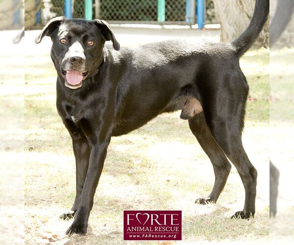 Medium Photo #2 Labrador Retriever-Unknown Mix Puppy For Sale in Marina del Rey, CA, USA