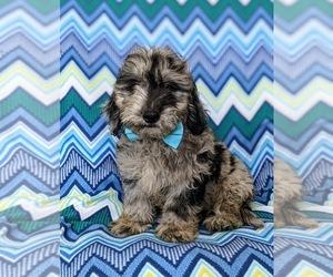 Goldendoodle (Miniature) Puppy for sale in QUARRYVILLE, PA, USA