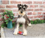 Small Photo #4 Schnauzer (Miniature) Puppy For Sale in SYRACUSE, IN, USA