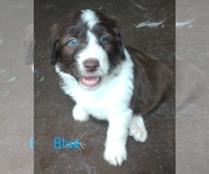 Aussiedoodle Puppy for sale in MARION, TX, USA