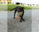 Small #2 Labrador Retriever Mix