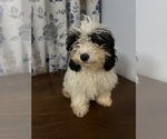 Small #28 Cavapoo-Poodle (Miniature) Mix