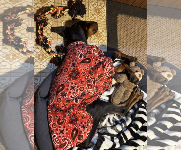 Medium Photo #3 Doberman Pinscher Puppy For Sale in Minneaoplis, MN, USA