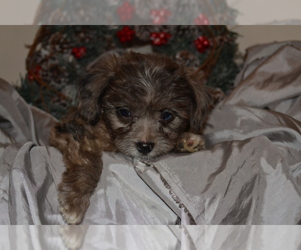Medium Photo #3 Chihuahua-Poodle (Toy) Mix Puppy For Sale in GREENWOOD, WI, USA
