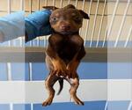 Small Doberman Pinscher