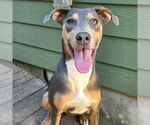Small #3 Catahoula Leopard Dog-Doberman Pinscher Mix