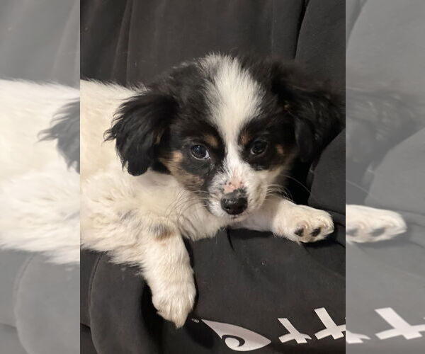 Medium Photo #1 Colonial Cocker Spaniel-Unknown Mix Puppy For Sale in Dana Point, CA, USA