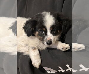 Colonial Cocker Spaniel-Unknown Mix Dogs for adoption in Dana Point, CA, USA