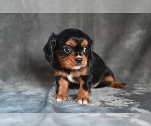 Cavalier King Charles Spaniel Puppy for sale in MILLERSBURG, OH, USA