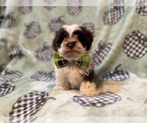 ShihPoo Puppy for sale in LAKELAND, FL, USA