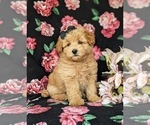 Small Photo #3 Pookimo Puppy For Sale in QUARRYVILLE, PA, USA