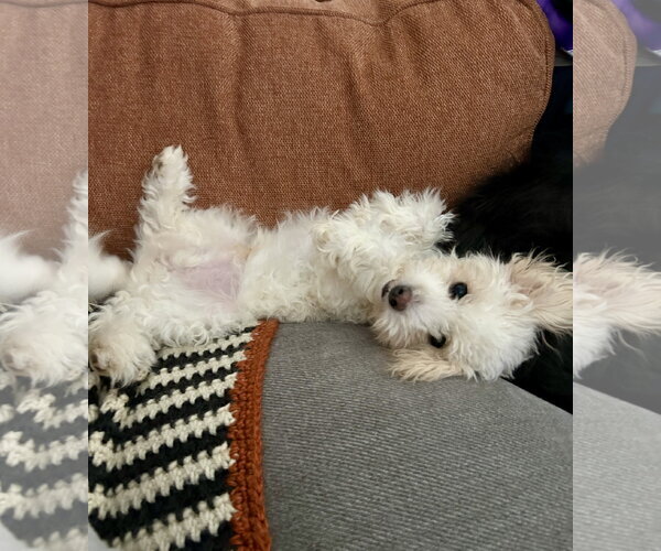 Medium Photo #5 Poochon Puppy For Sale in St. Louis Park, MN, USA