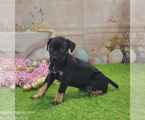 Medium Photo #2 Catahoula Leopard Dog Puppy For Sale in CUMBY, TX, USA