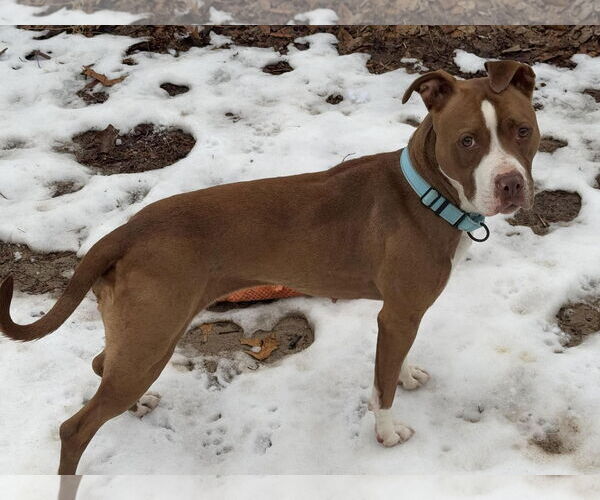 Medium Photo #2 American Pit Bull Terrier-Unknown Mix Puppy For Sale in Millersville, MD, USA