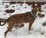 Small #1 American Pit Bull Terrier Mix