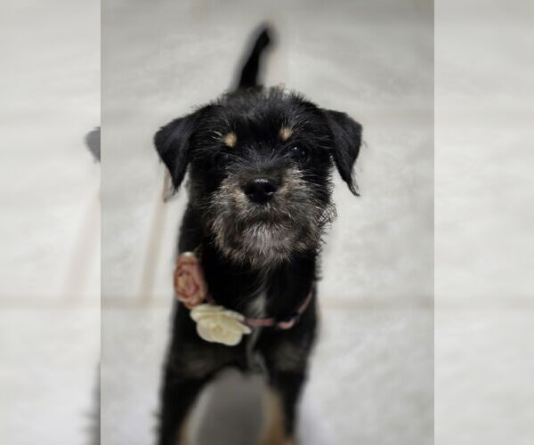 Medium Photo #7 Mutt Puppy For Sale in Rosenberg, TX, USA