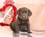 Small Photo #1 Labrador Retriever Puppy For Sale in RICHLAND, IA, USA