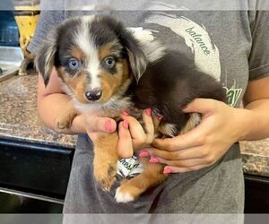 Miniature American Shepherd Puppy for sale in LAWRENCE, KS, USA