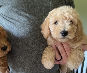 Goldendoodle (Miniature) Puppy for sale in FOLEY, MO, USA