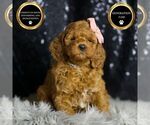 Puppy Peggy Sue F1BB Goldendoodle (Miniature)