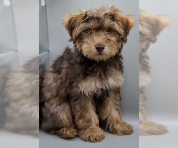 Medium Photo #23 YorkiePoo Puppy For Sale in BLUE MOUND, TX, USA